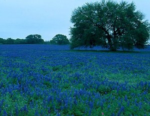 bluebonnets