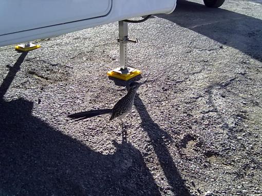 Roadrunner Campsite Visitor