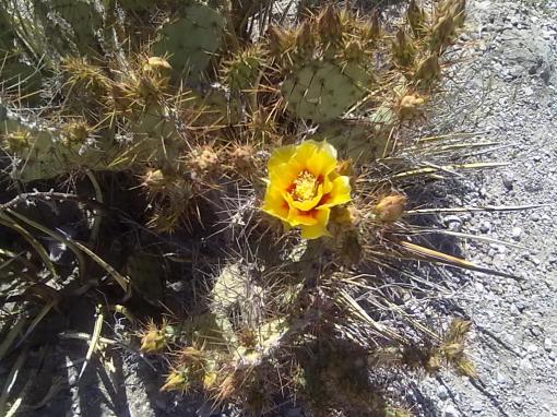 Prickly Pear