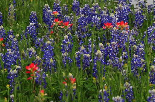 Hill Country Wildflowers