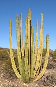 Organ Pipe Cactus
