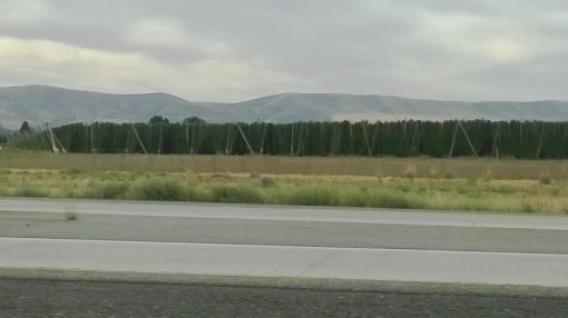 What's the crop? Along I-84 in northeastern Oregon.