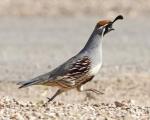 Gambels_quail